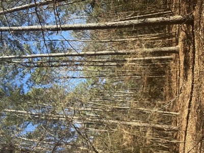 East Texas Timberland and Hunting Property - image 12