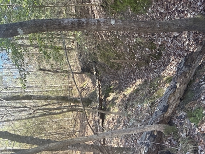 East Texas Timberland and Hunting Property - image 14