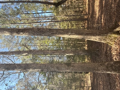 East Texas Timberland and Hunting Property - image 9