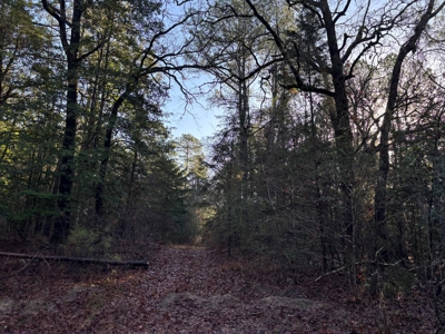 East Texas Timberland and Hunting Property - image 6