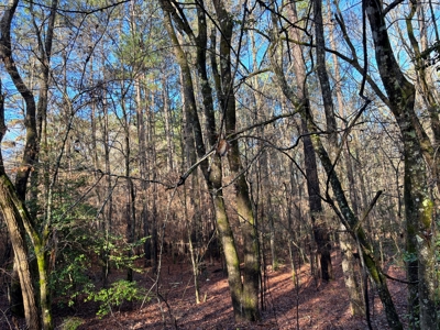 East Texas Timberland and Hunting Property - image 4