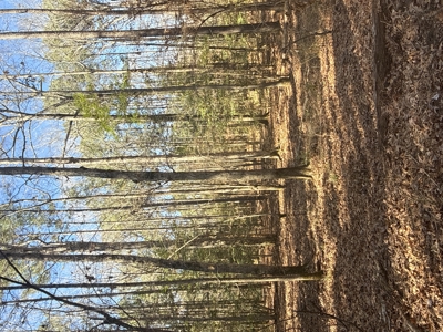 East Texas Timberland and Hunting Property - image 8