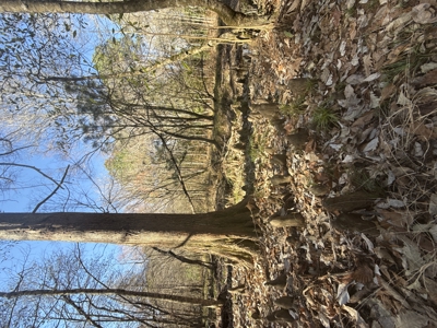 East Texas Timberland and Hunting Property - image 17