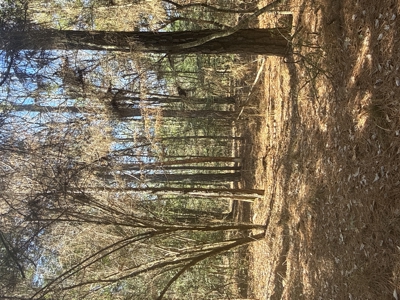 East Texas Timberland and Hunting Property - image 13