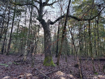 East Texas Timberland and Hunting Property - image 2