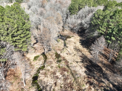 East Texas Timberland and Hunting Property - image 21