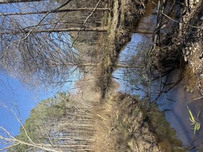 East Texas Timberland and Hunting Property - image 15