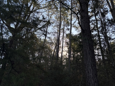 East Texas Timberland and Hunting Property - image 3
