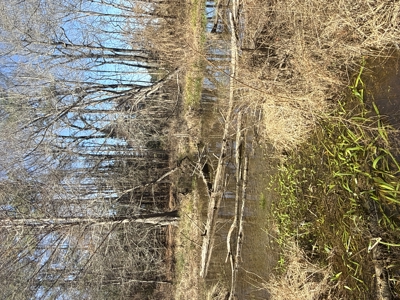 East Texas Timberland and Hunting Property - image 7