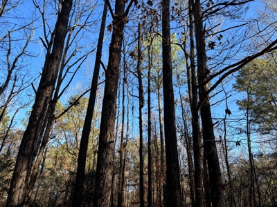 East Texas Timberland and Hunting Property - image 5