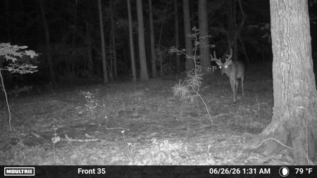 East Texas Hunting Property For Sale - image 26