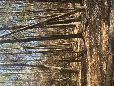 East Texas Timberland and Hunting Property - image 11