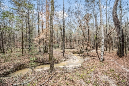 100 Acres in West Feliciana with 2 Bed/1 Bath Camp - image 24