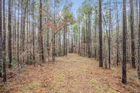100 Acres in West Feliciana with 2 Bed/1 Bath Camp - image 15
