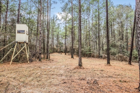 100 Acres in West Feliciana with 2 Bed/1 Bath Camp - image 30