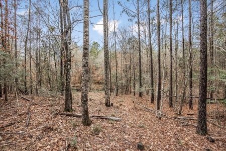 100 Acres in West Feliciana with 2 Bed/1 Bath Camp - image 39