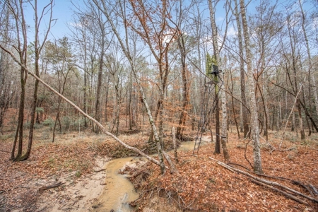 100 Acres in West Feliciana with 2 Bed/1 Bath Camp - image 25