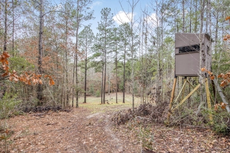 100 Acres in West Feliciana with 2 Bed/1 Bath Camp - image 27