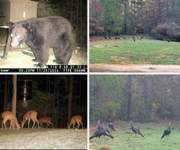 100 Acres in West Feliciana with 2 Bed/1 Bath Camp - image 46