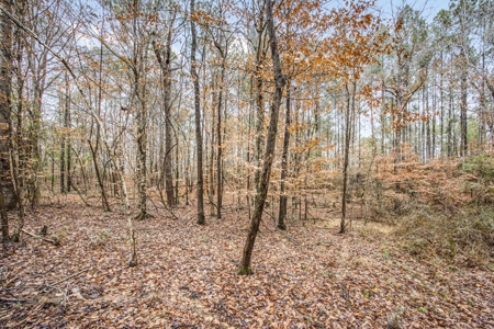 100 Acres in West Feliciana with 2 Bed/1 Bath Camp - image 14