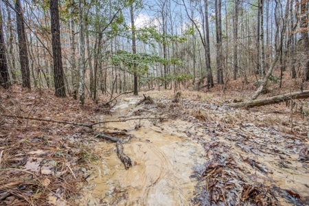 100 Acres in West Feliciana with 2 Bed/1 Bath Camp - image 19