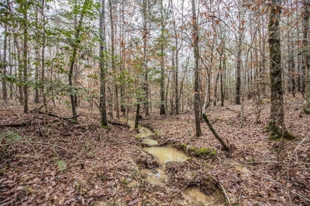 100 Acres in West Feliciana with 2 Bed/1 Bath Camp - image 35