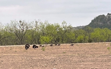 10.5 Acres of Riverfront Land in Junction TX  North Llano - image 20