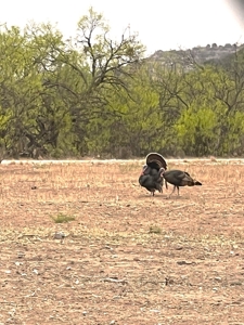 10.5 Acres of Riverfront Land in Junction TX  North Llano - image 23