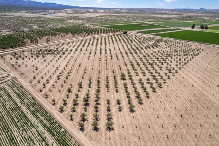 Large Pecan Farm for Sale in Hatch, New Mexico - image 17