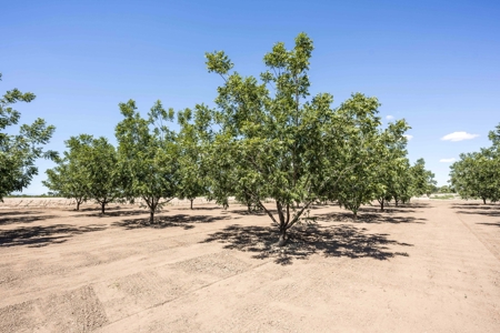 Large Pecan Farm for Sale in Hatch, New Mexico - image 40