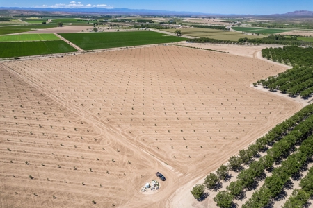 Large Pecan Farm for Sale in Hatch, New Mexico - image 19