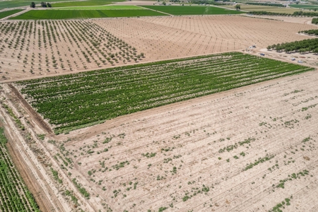 Large Pecan Farm for Sale in Hatch, New Mexico - image 16