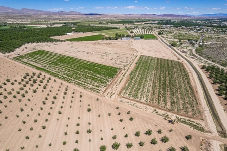 Large Pecan Farm for Sale in Hatch, New Mexico - image 12