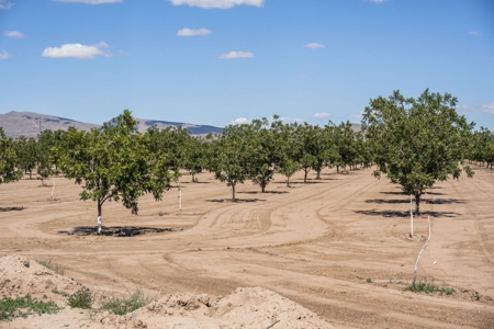 Large Pecan Farm for Sale in Hatch, New Mexico - image 38