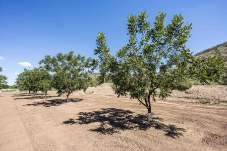 Large Pecan Farm for Sale in Hatch, New Mexico - image 42