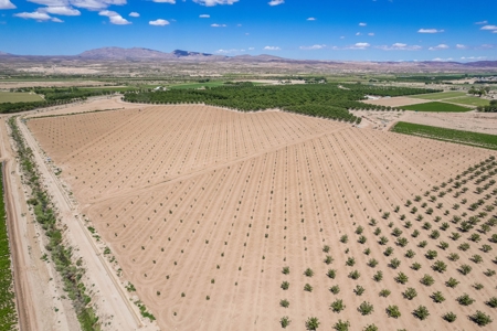 Large Pecan Farm for Sale in Hatch, New Mexico - image 26