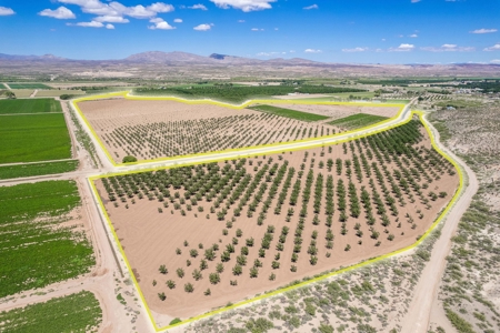 Large Pecan Farm for Sale in Hatch, New Mexico - image 5