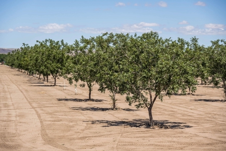 Large Pecan Farm for Sale in Hatch, New Mexico - image 37