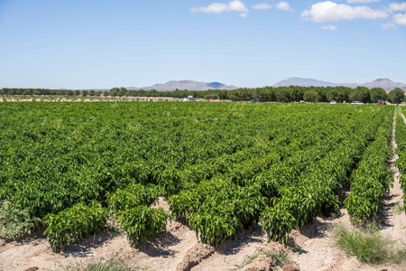 Large Pecan Farm for Sale in Hatch, New Mexico - image 44