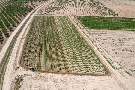 Large Pecan Farm for Sale in Hatch, New Mexico - image 15