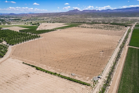 Large Pecan Farm for Sale in Hatch, New Mexico - image 9