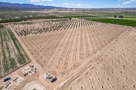 Large Pecan Farm for Sale in Hatch, New Mexico - image 20