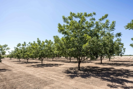 Large Pecan Farm for Sale in Hatch, New Mexico - image 41