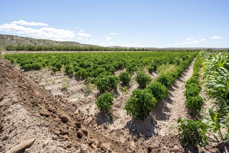 Large Pecan Farm for Sale in Hatch, New Mexico - image 48