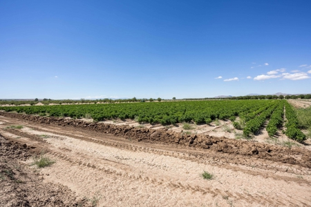 Large Pecan Farm for Sale in Hatch, New Mexico - image 43