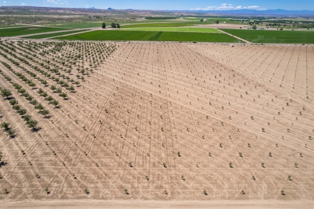 Large Pecan Farm for Sale in Hatch, New Mexico - image 18
