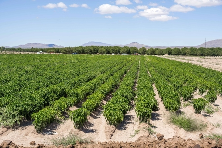 Large Pecan Farm for Sale in Hatch, New Mexico - image 45