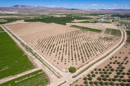 Large Pecan Farm for Sale in Hatch, New Mexico - image 10