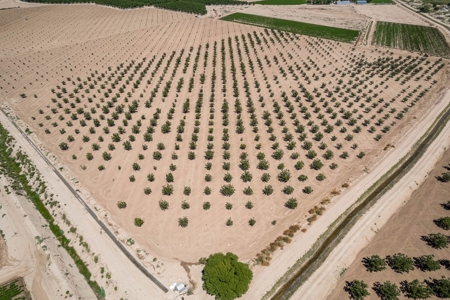 Large Pecan Farm for Sale in Hatch, New Mexico - image 11