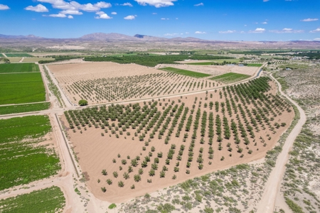 Large Pecan Farm for Sale in Hatch, New Mexico - image 6